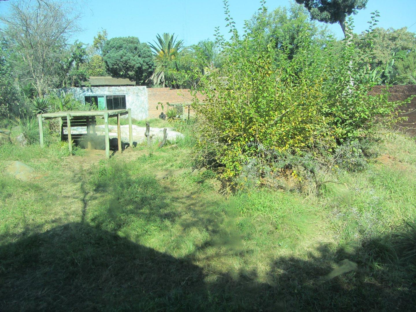 Western Lowland Gorilla Exhibit