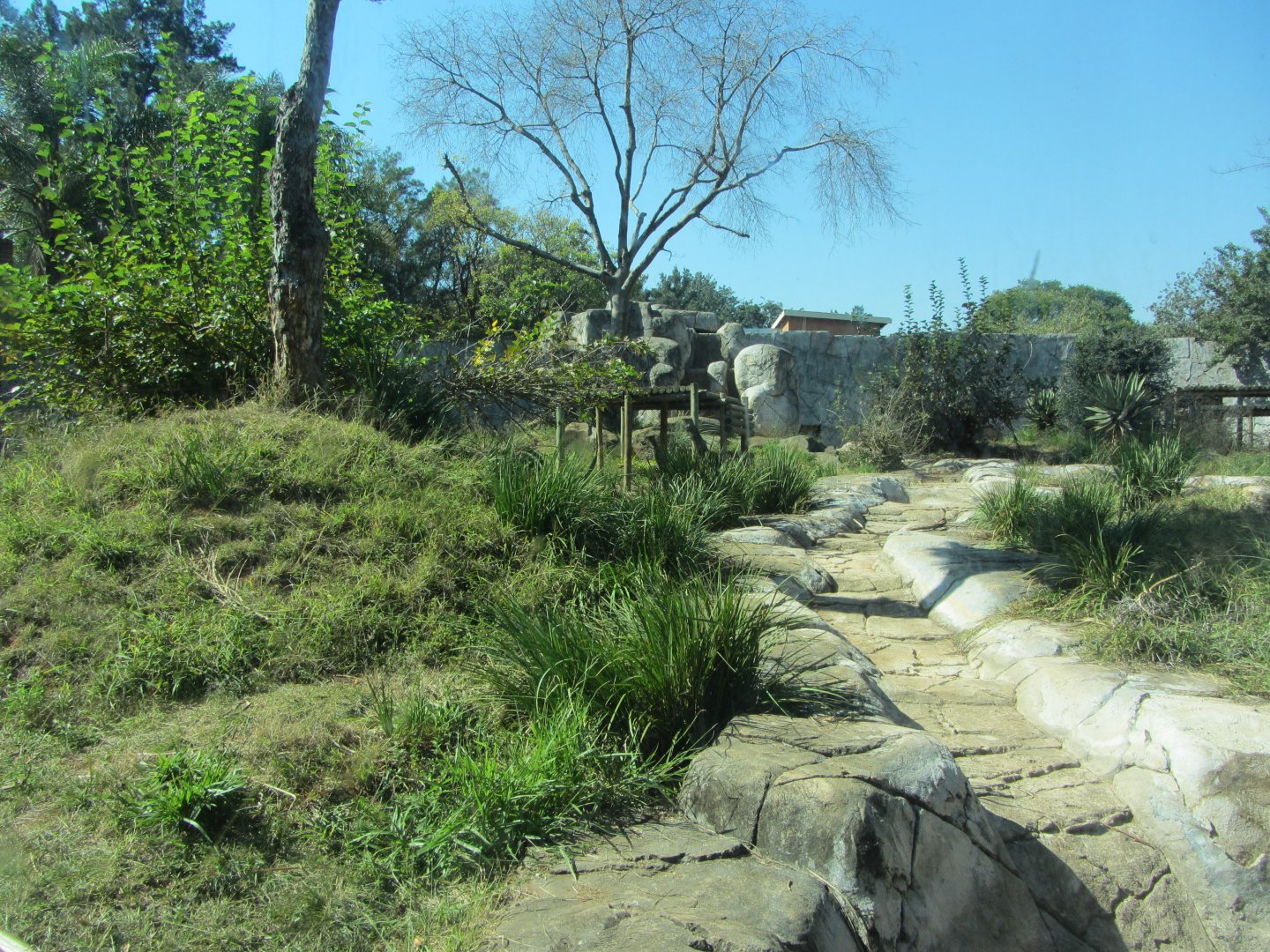 Western Lowland Gorilla Exhibit