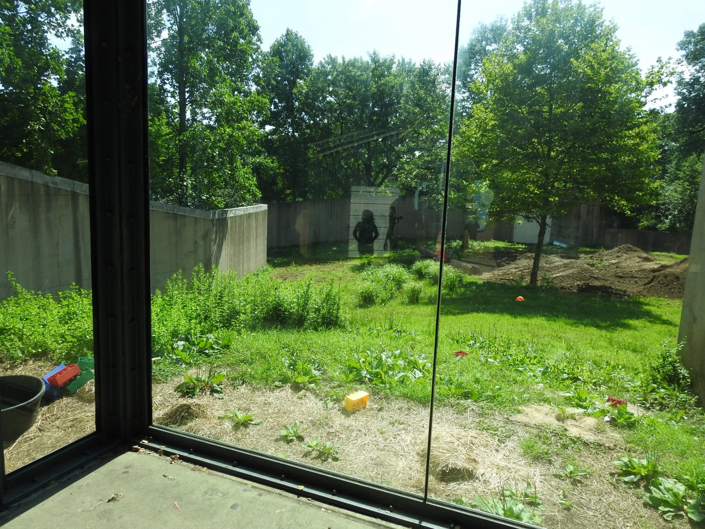 Western Lowland Gorilla Exhibit