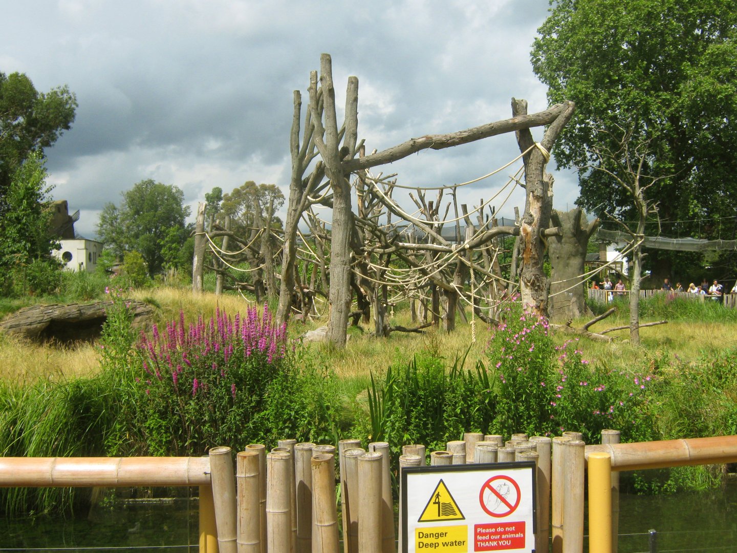 Western Lowland Gorilla Exhibit