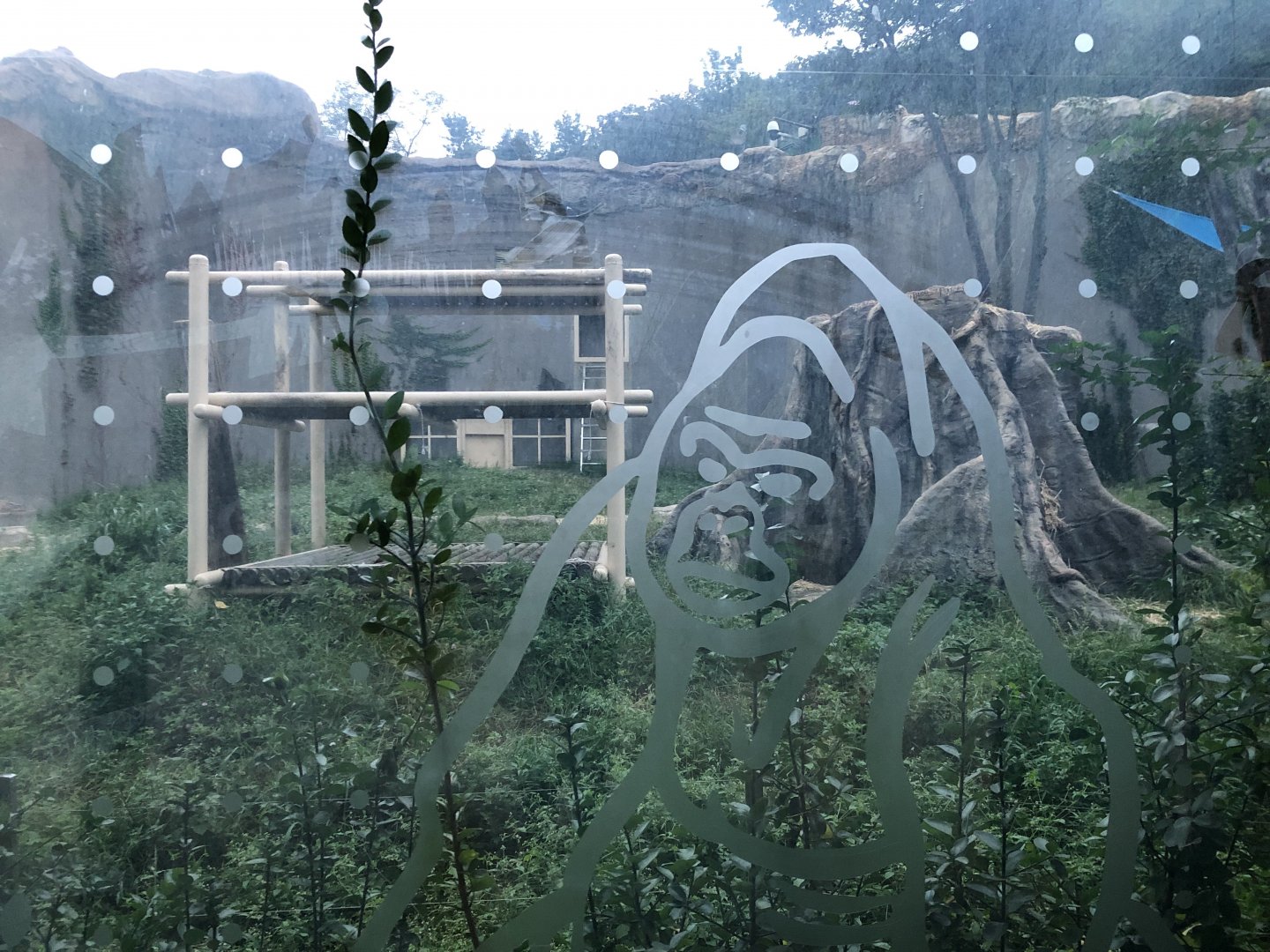 Western Lowland Gorilla Exhibit