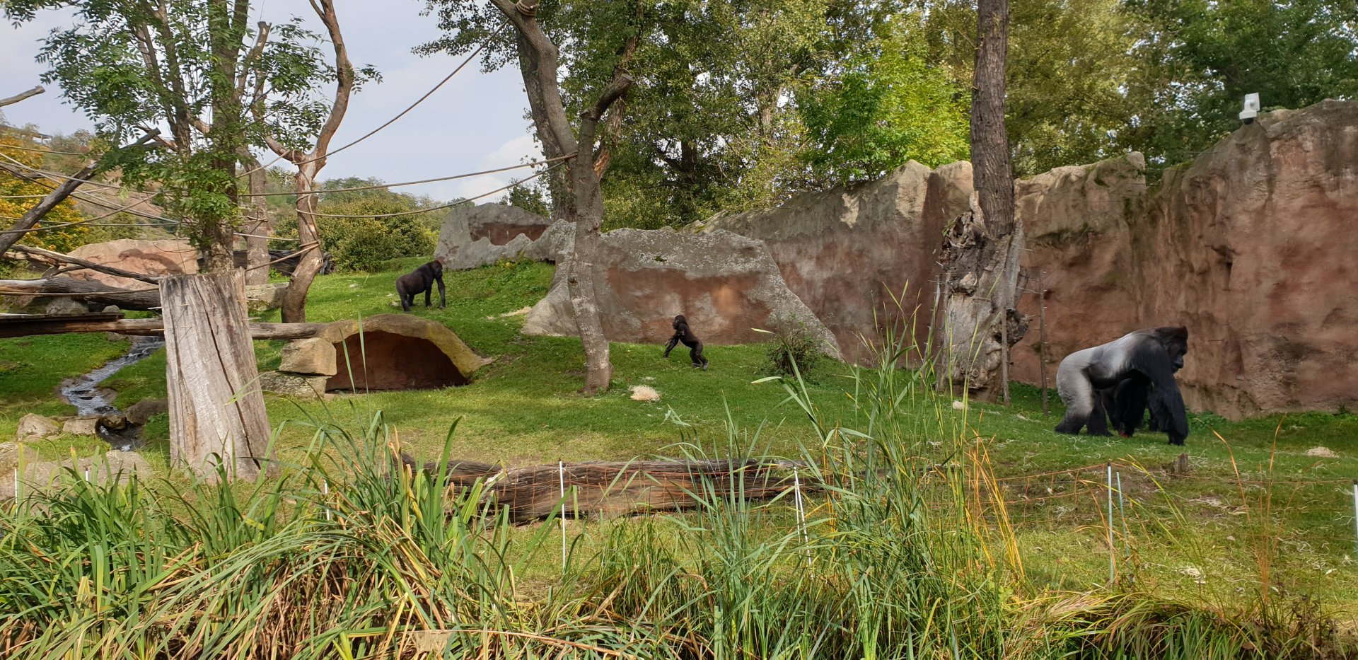 Western Lowland Gorilla exhibit