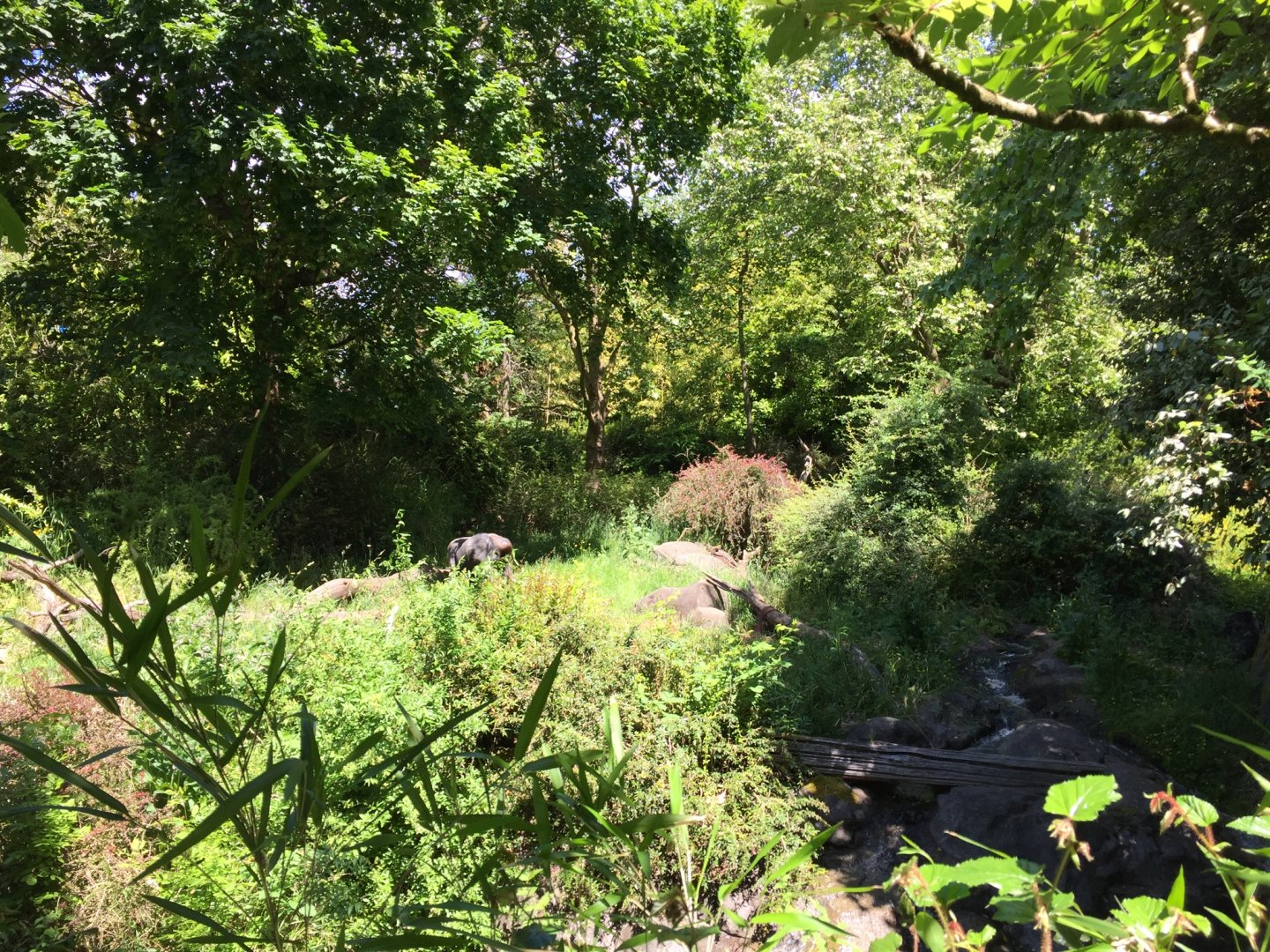 Western Lowland Gorilla Exhibit