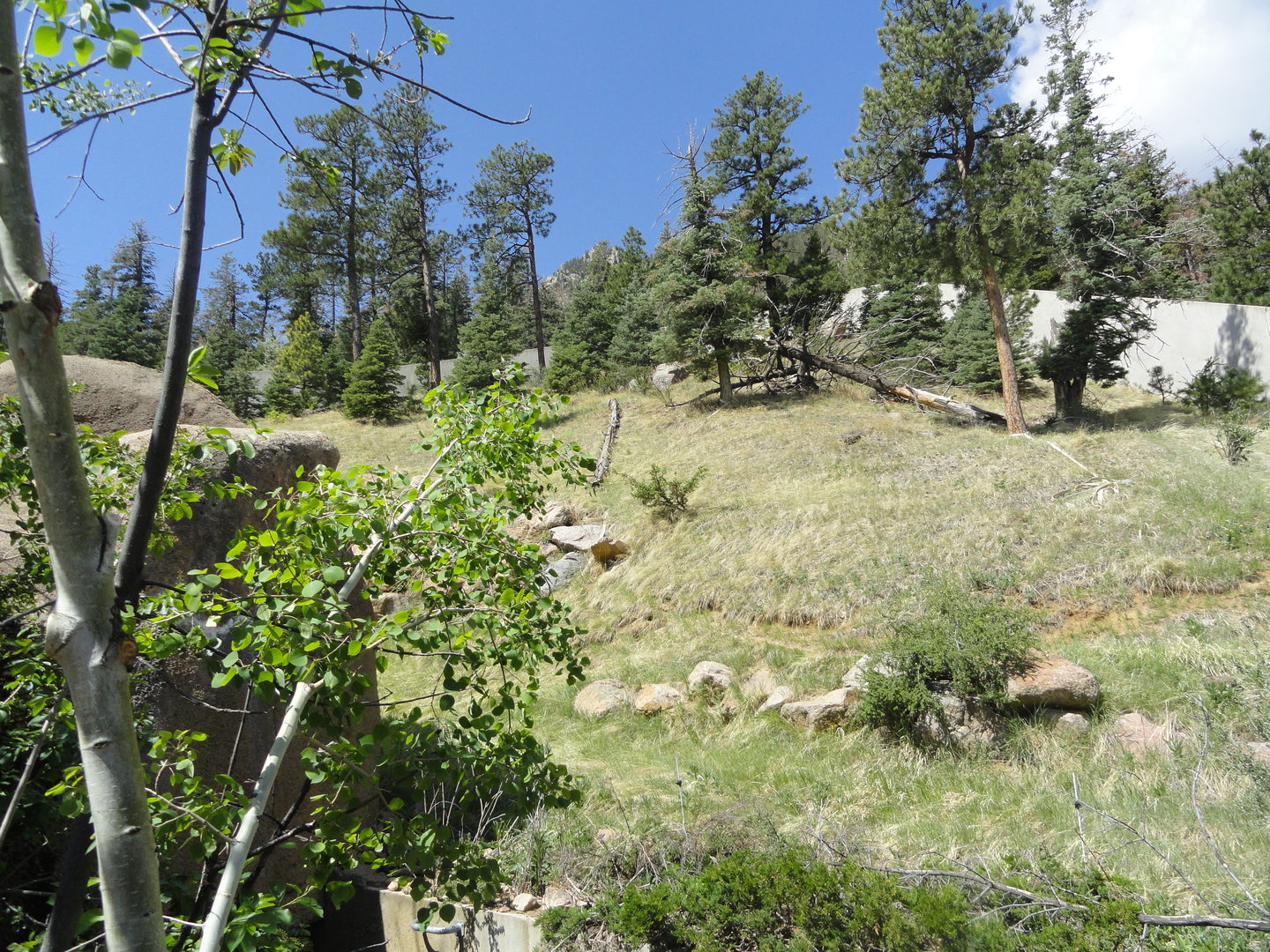 Western Lowland Gorilla Exhibit