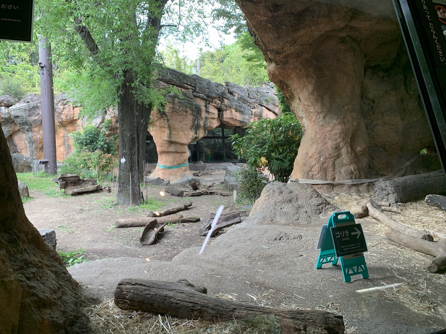 Western Lowland Gorilla Exhibit