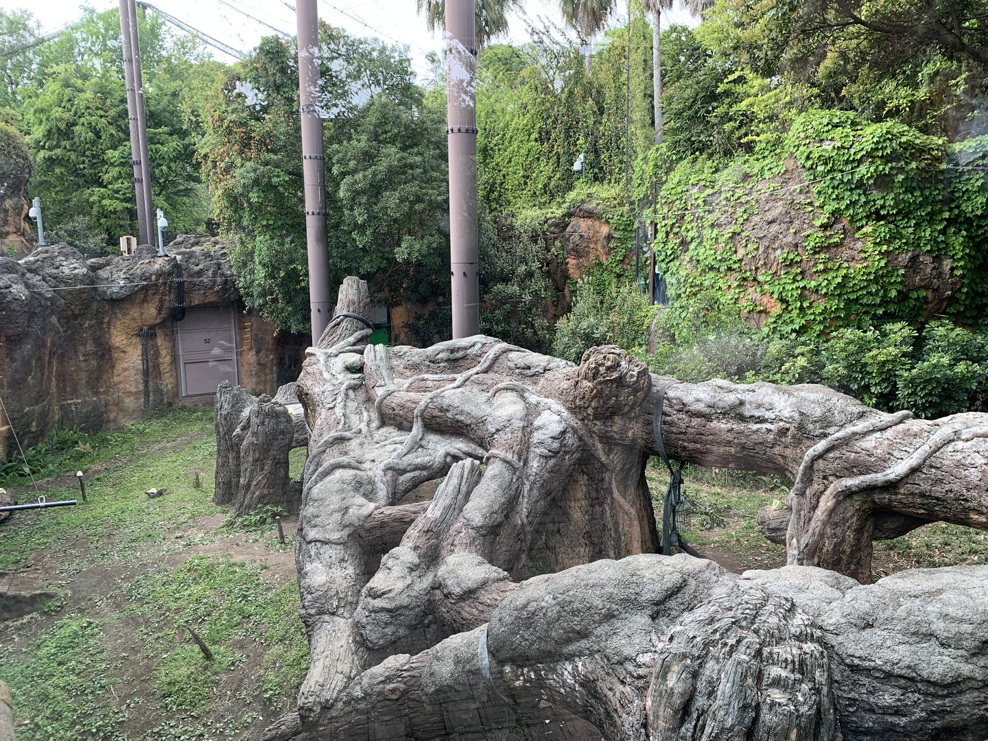 Western Lowland Gorilla Exhibit