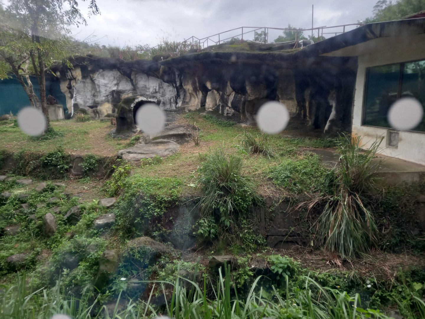 Western Lowland Gorilla exhibit