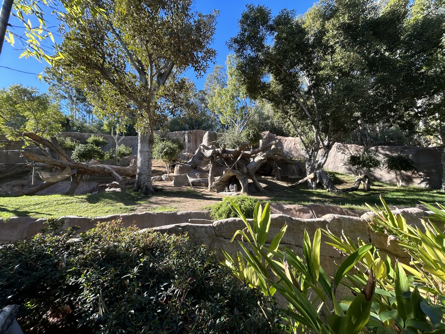 Western Lowland Gorilla Exhibit