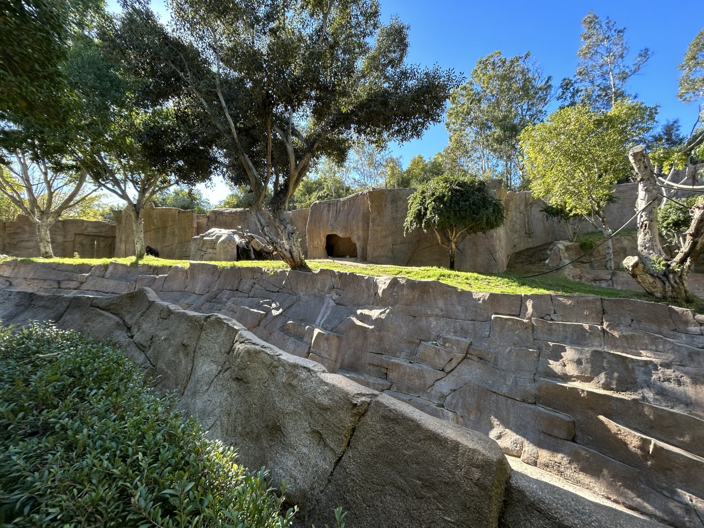 Western Lowland Gorilla Exhibit