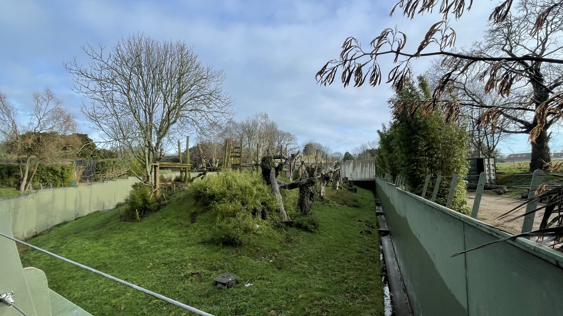 Western lowland gorilla exhibit