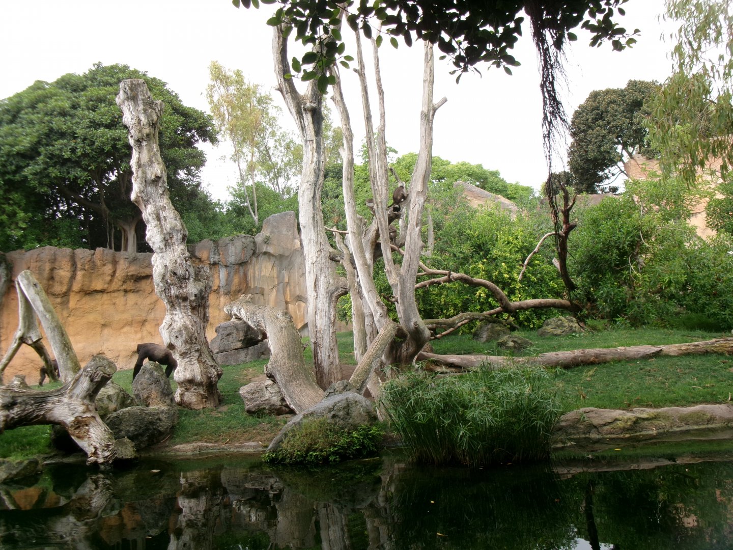Western lowland gorilla exhibit