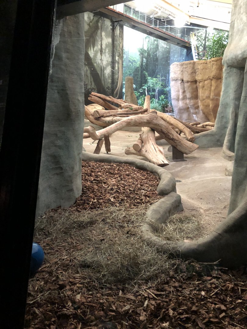 Western Lowland Gorilla Expansion