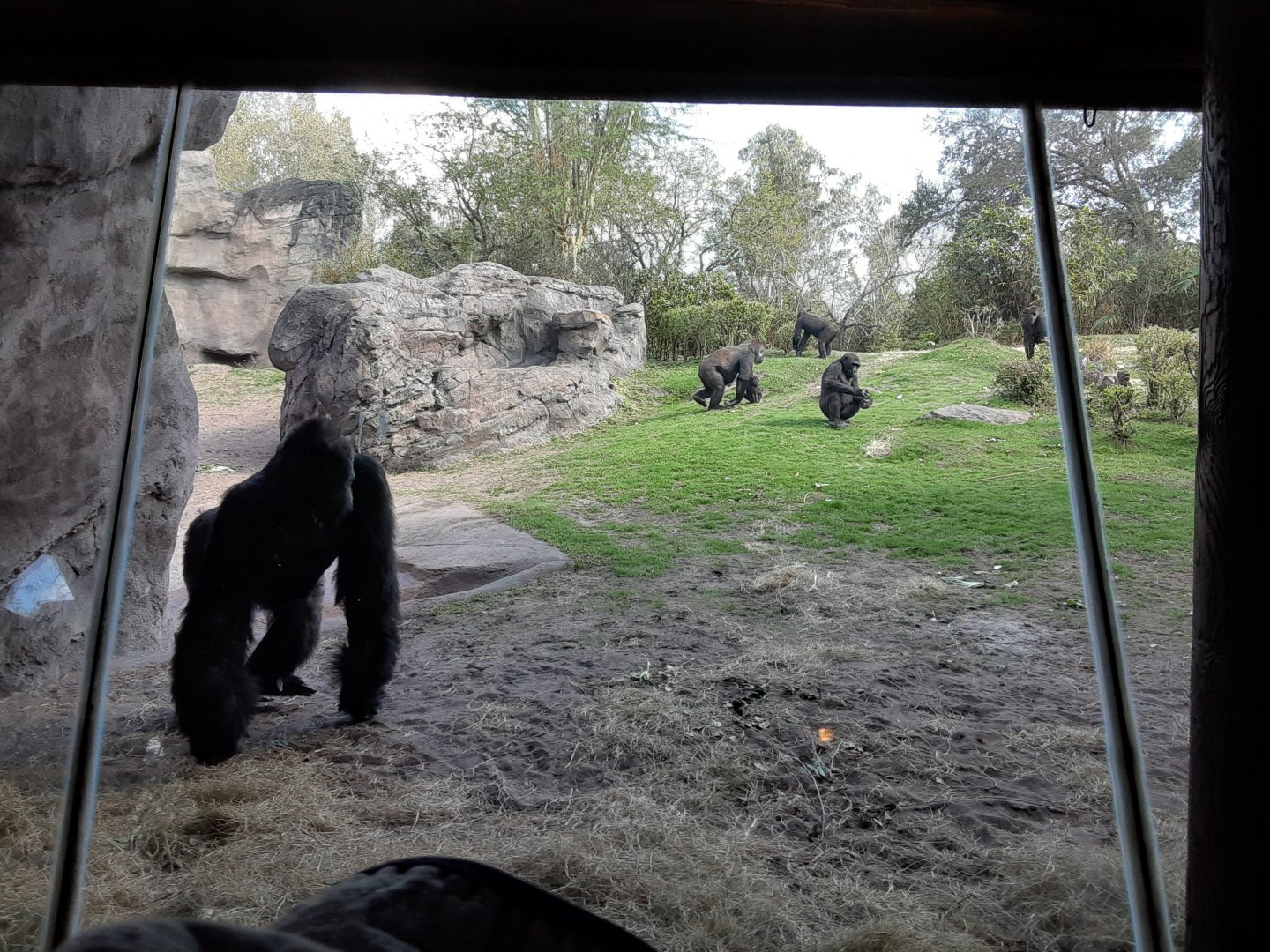 Western Lowland Gorilla Family Troop
