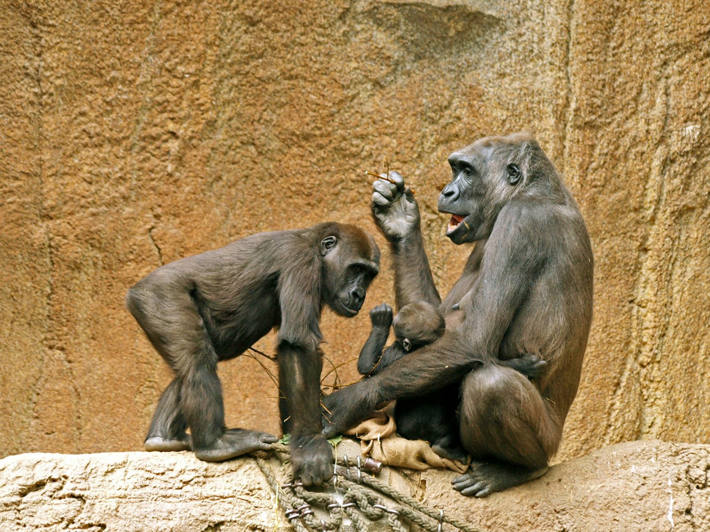 Western lowland gorilla family