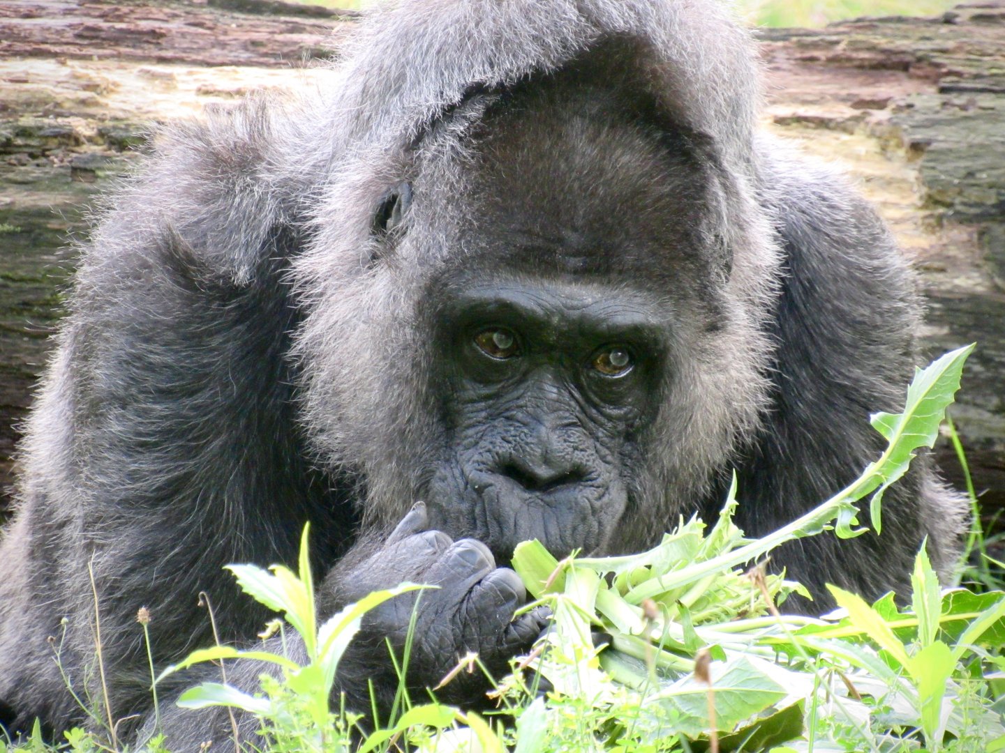 Western lowland gorilla - Fatou