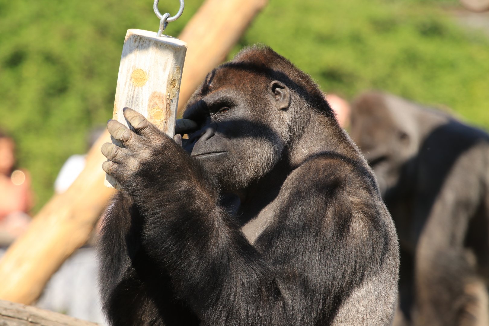 Western Lowland Gorilla feeding (April 2019)
