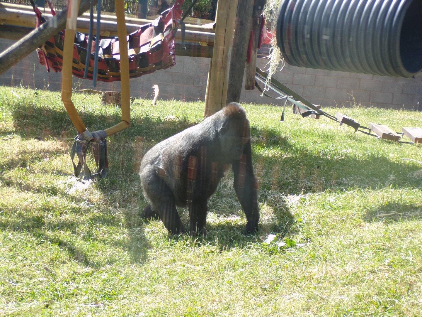 Western lowland gorilla female 7.7.24