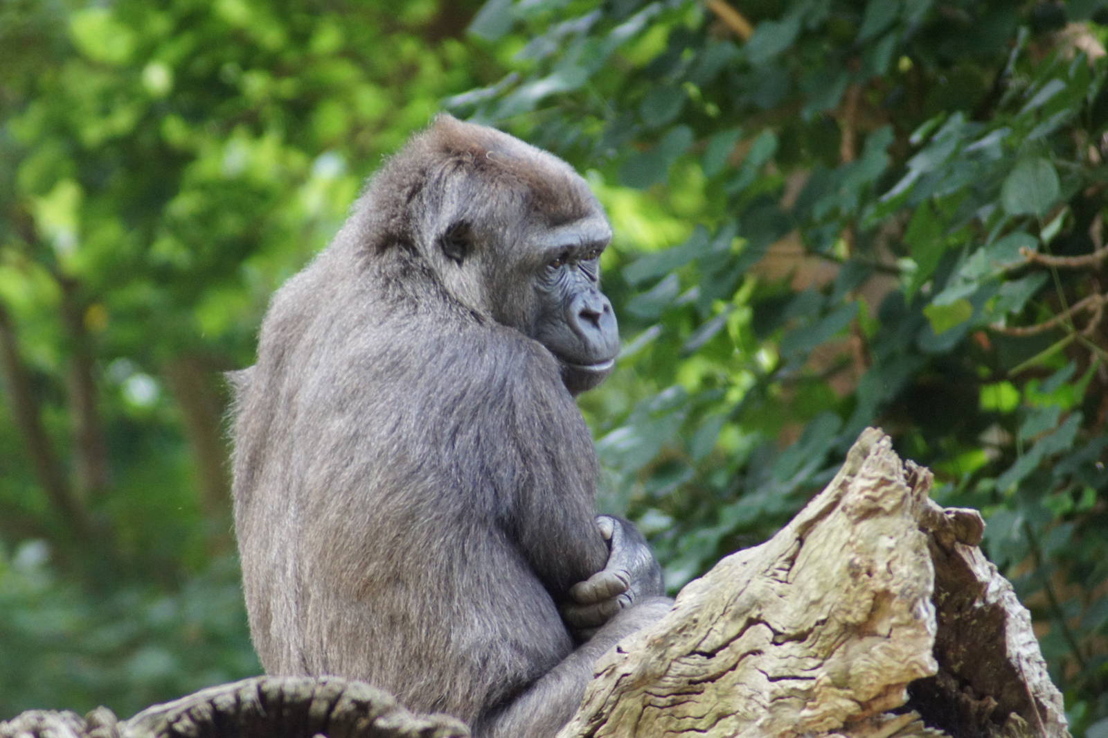 Western Lowland Gorilla Female M'Beli
