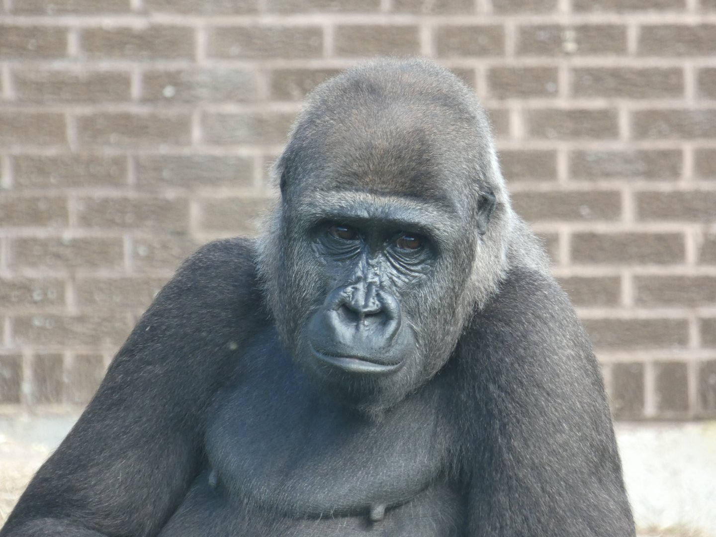 Western lowland gorilla female