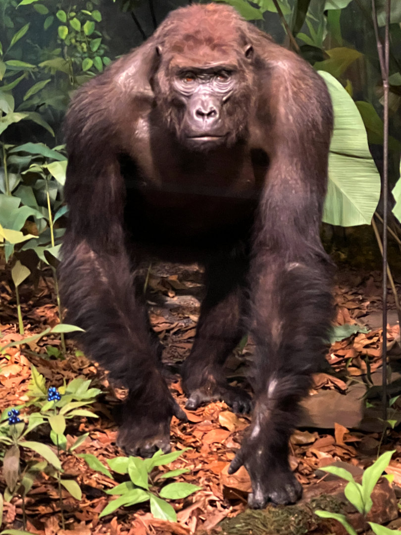 Western Lowland Gorilla Female