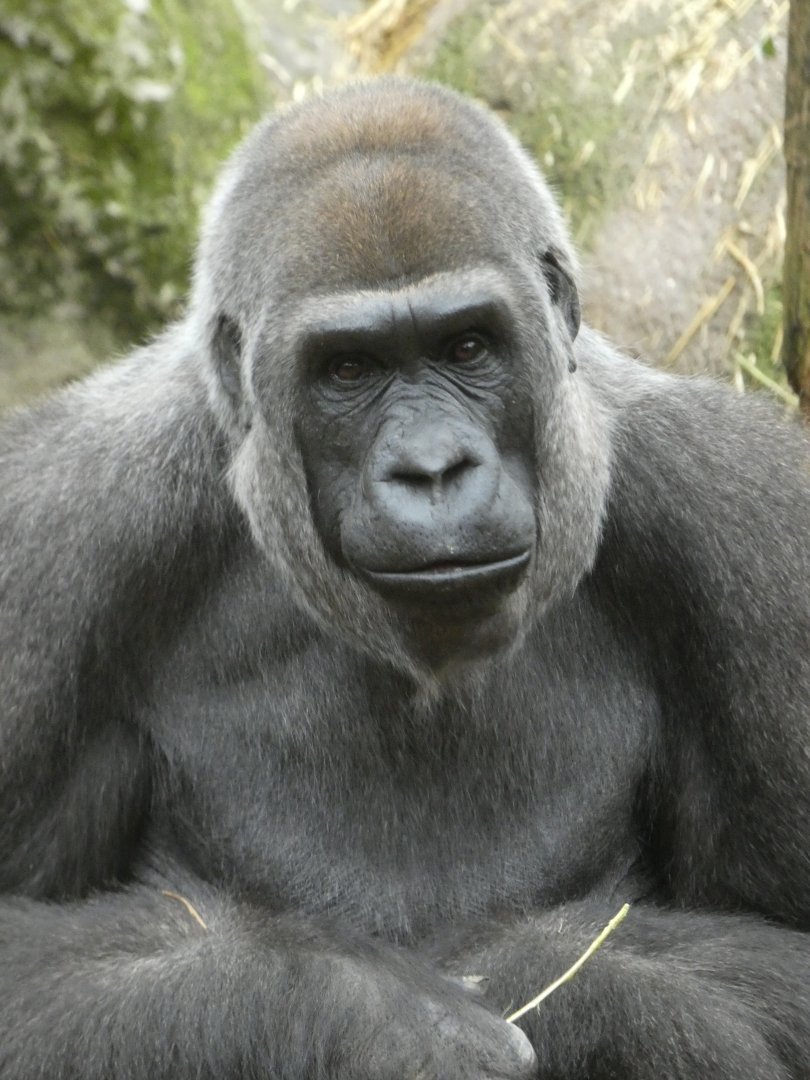 Western lowland gorilla female