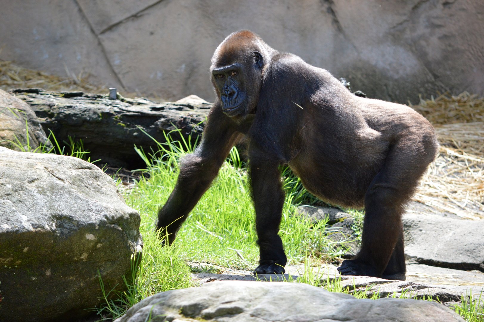 Western lowland gorilla 'Frala'