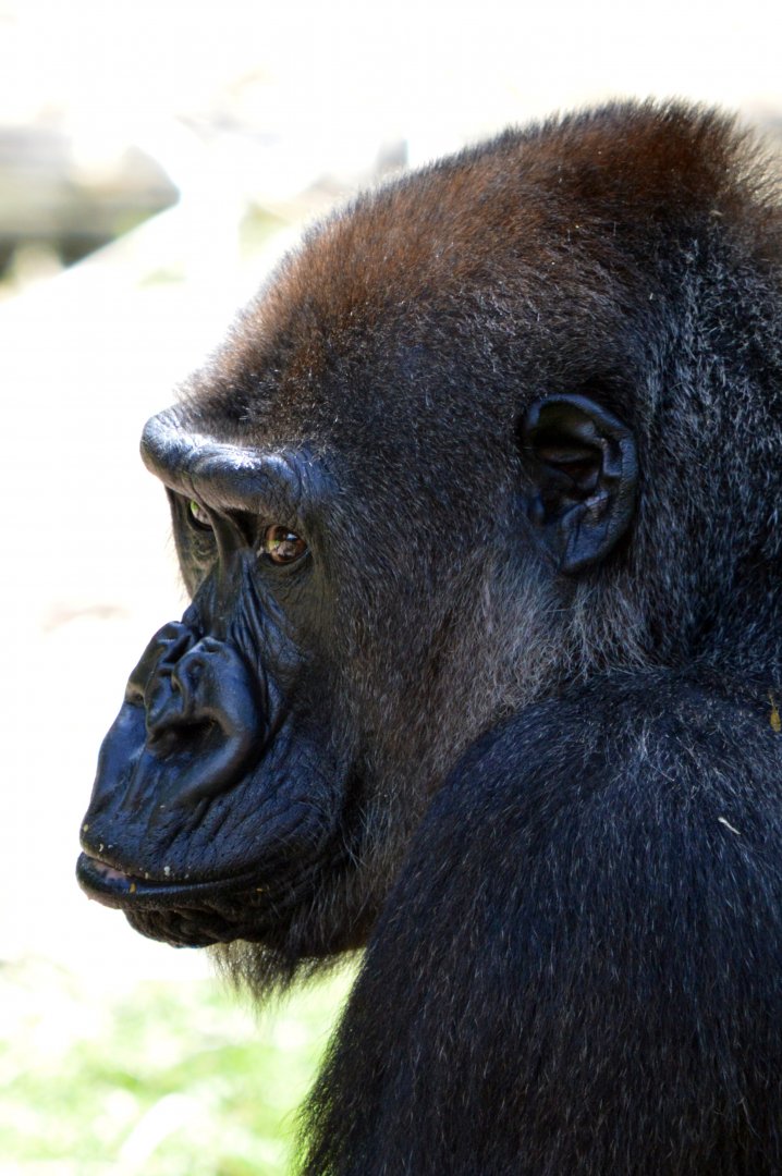 Western lowland gorilla 'Frala'