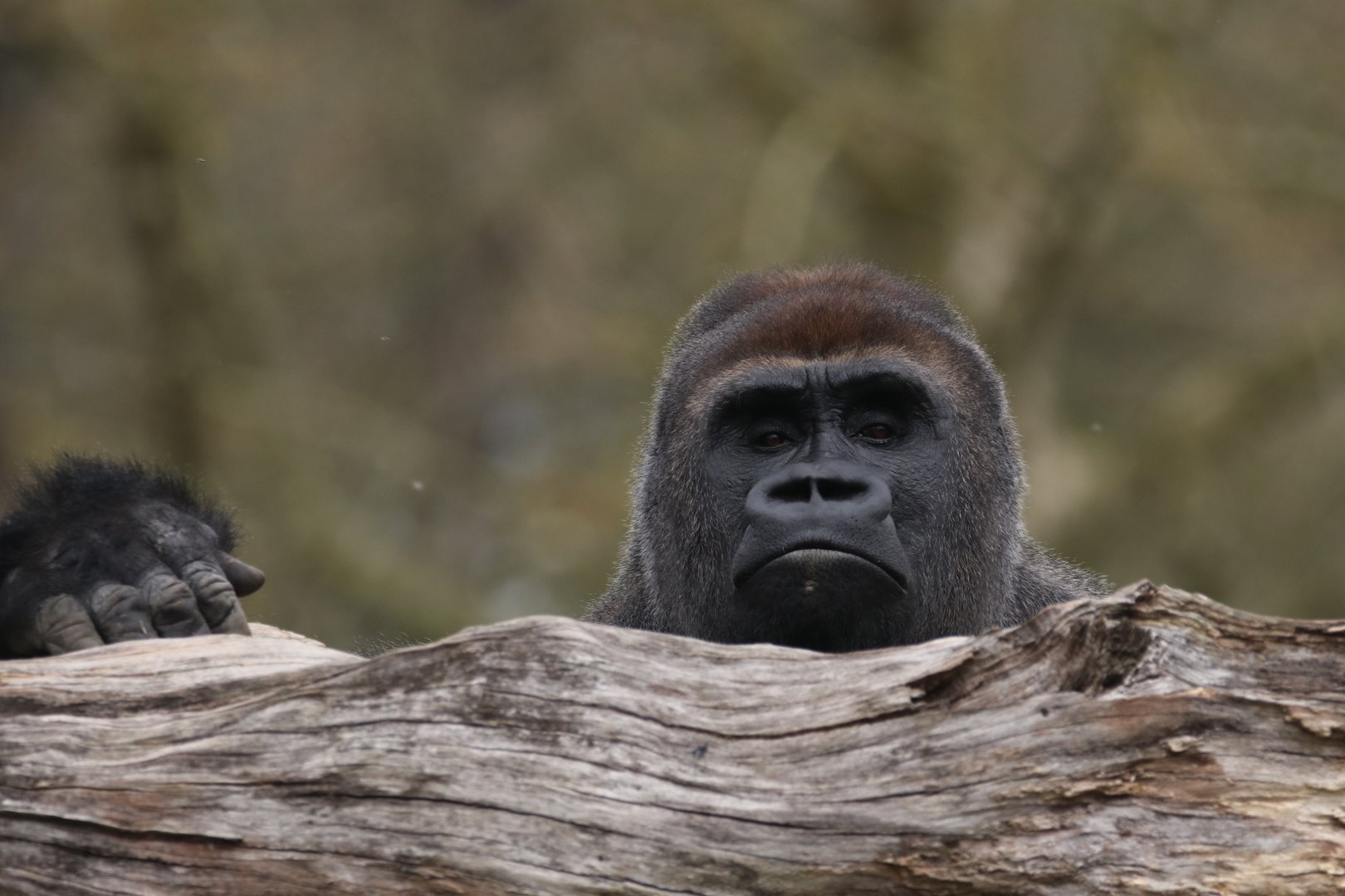 Western lowland gorilla from the male group