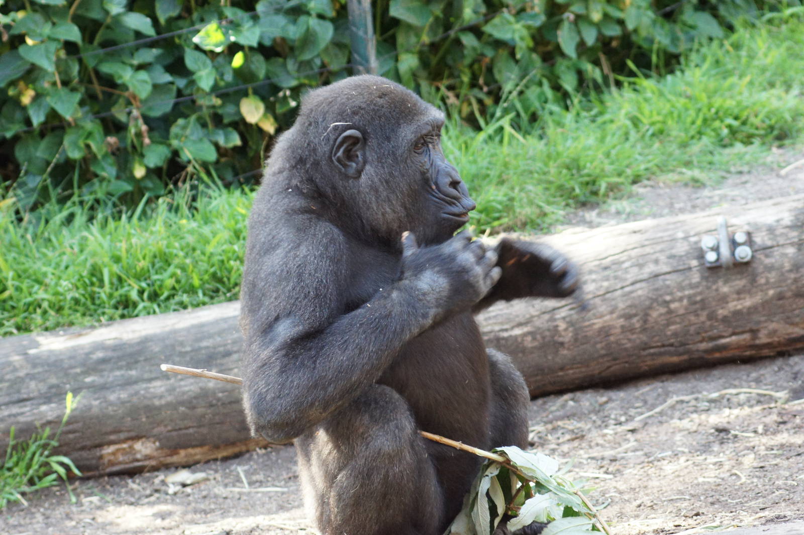 Western Lowland Gorilla 'Fuzu' Chestbeat