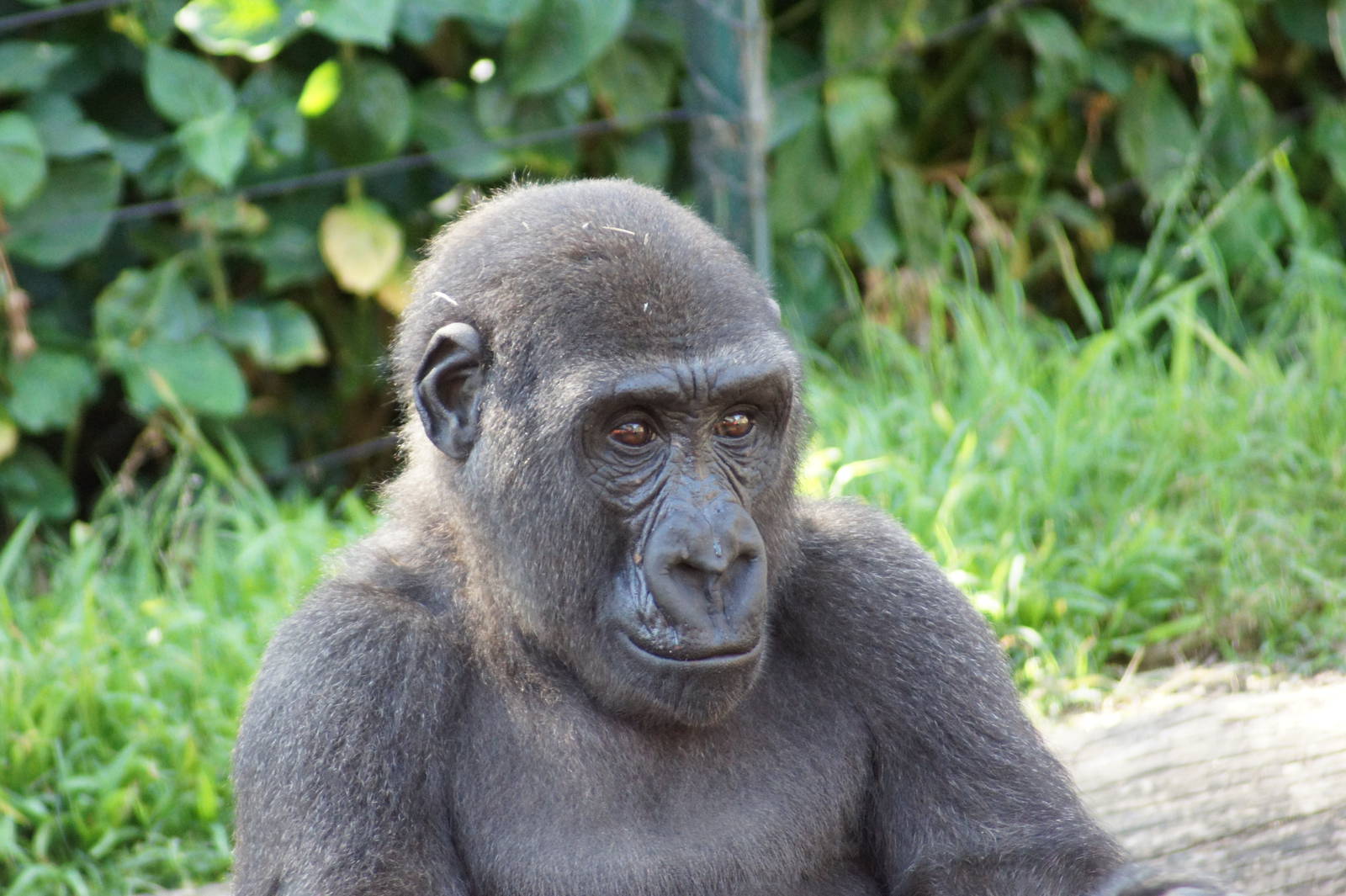Western Lowland Gorilla 'Fuzu'