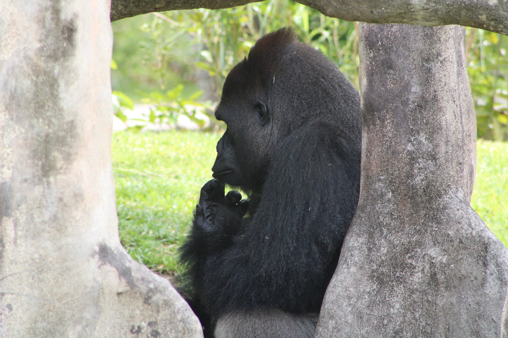 Western Lowland Gorilla (G. g. gorilla)