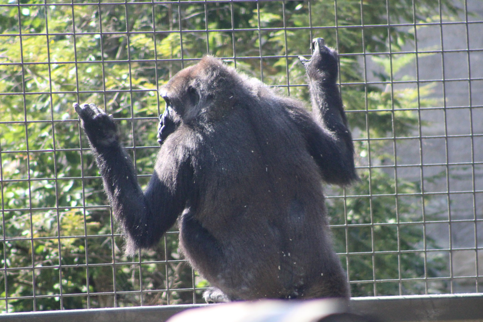Western Lowland Gorilla (G. g. gorilla)