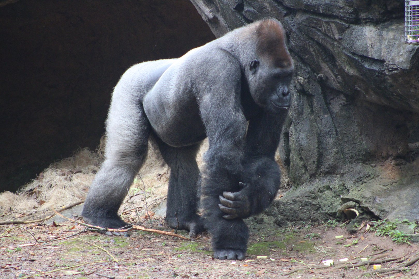 Western Lowland Gorilla (G. g. gorilla)