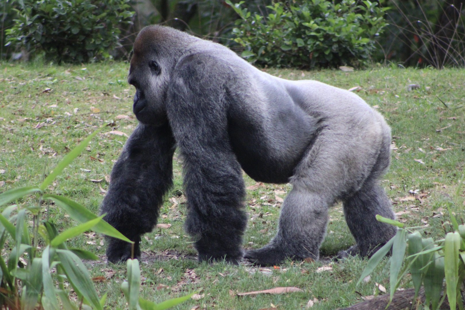 Western Lowland Gorilla (G. g. gorilla)