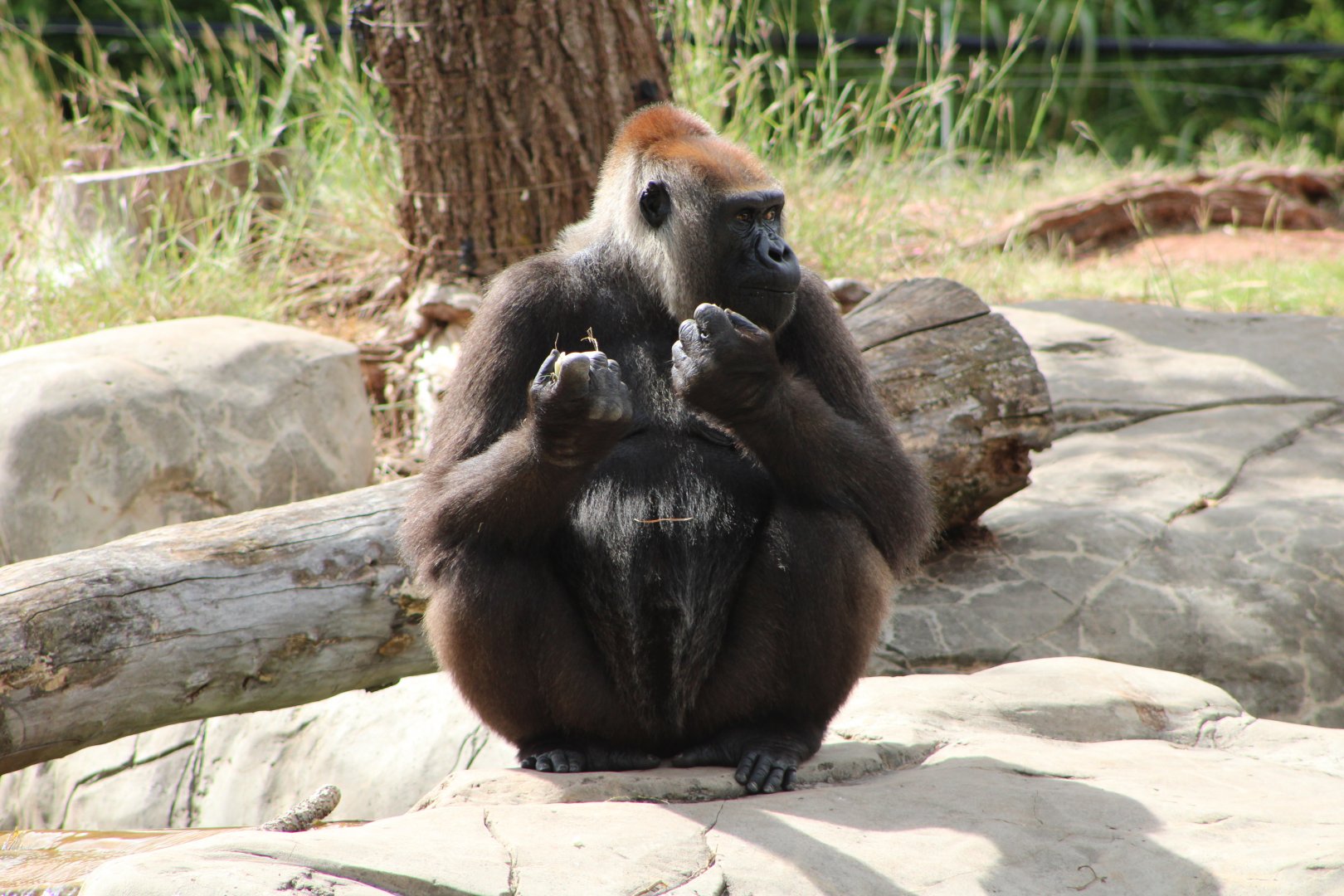 Western Lowland Gorilla (G. g. gorilla)