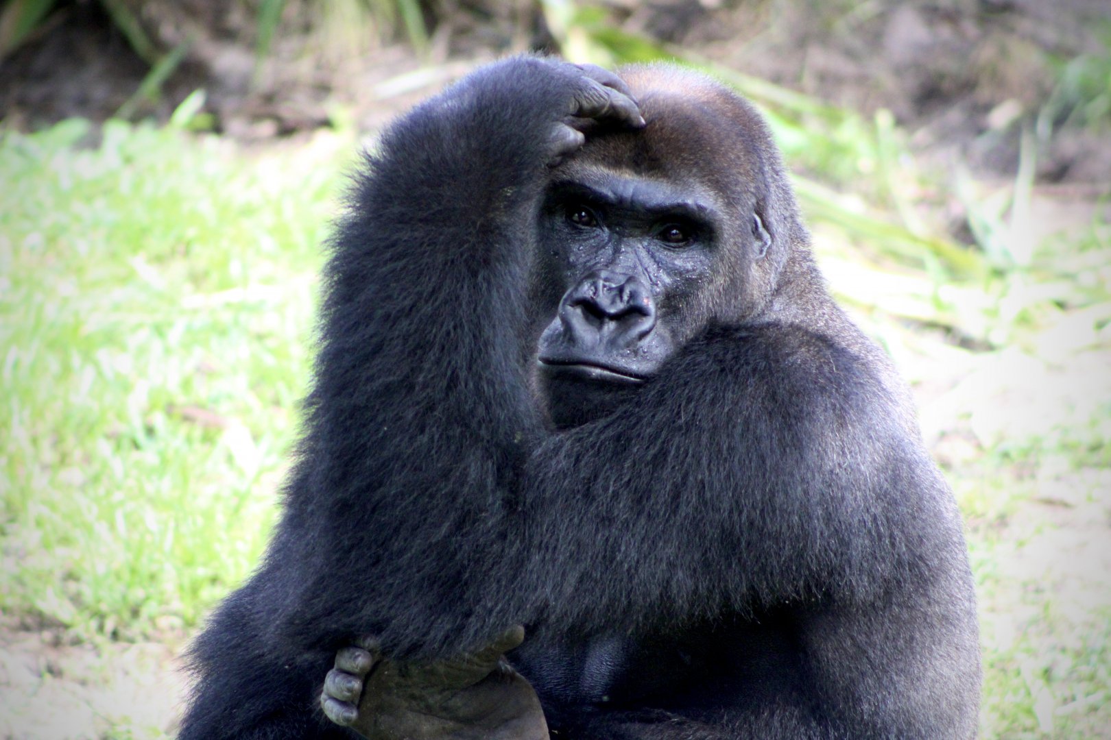Western Lowland Gorilla (G. g. gorilla)