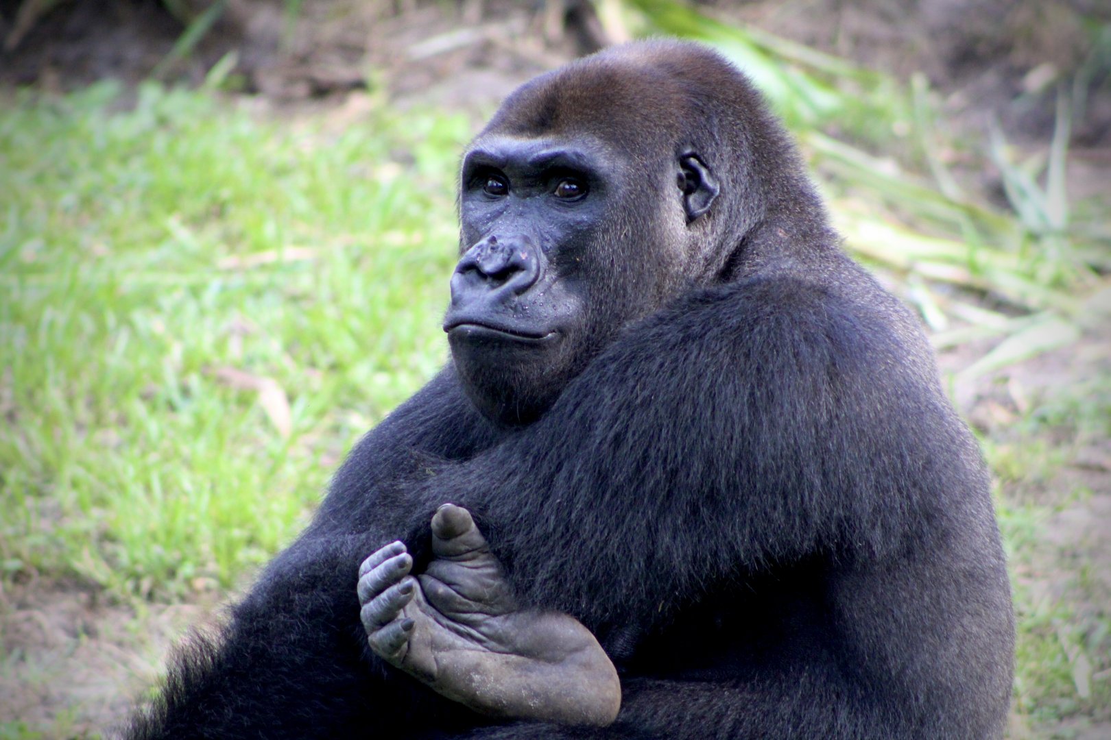 Western Lowland Gorilla (G. g. gorilla)