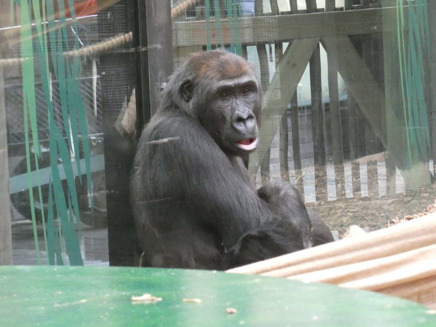 Western lowland gorilla, Gernot
