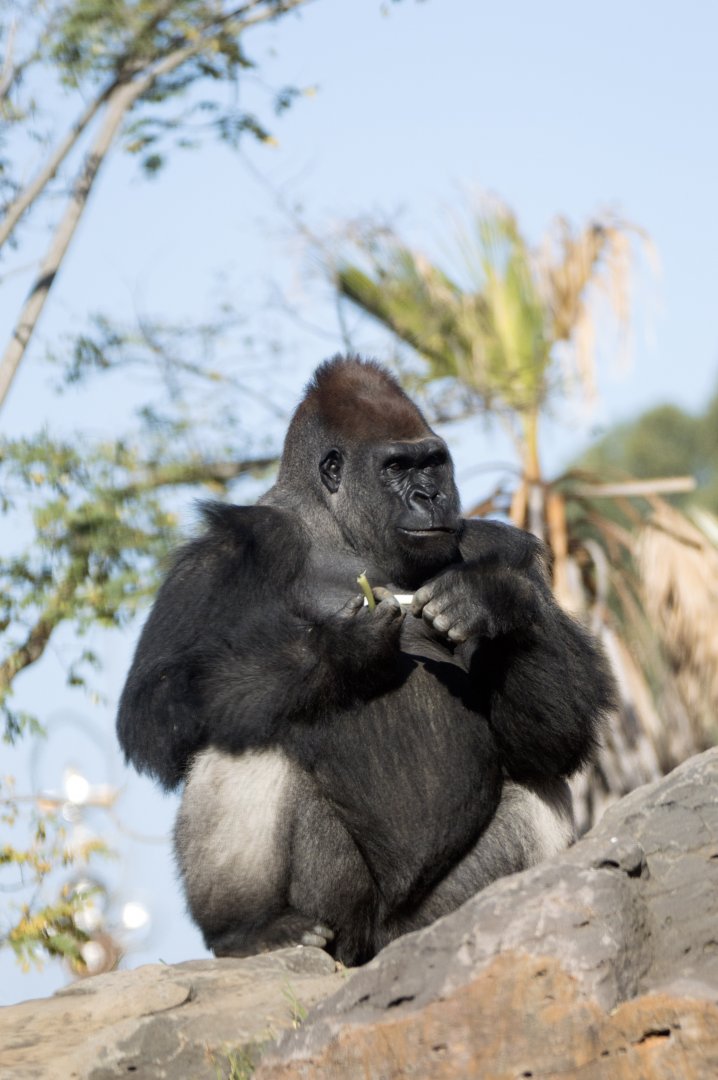 Western lowland gorilla 'Ghubari'