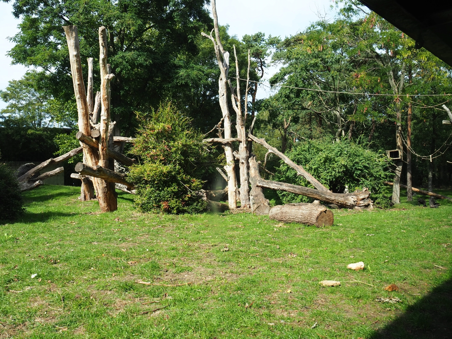 Western lowland gorilla - Golden-bellied mangabey exhibit (Sep 16th, 2018)