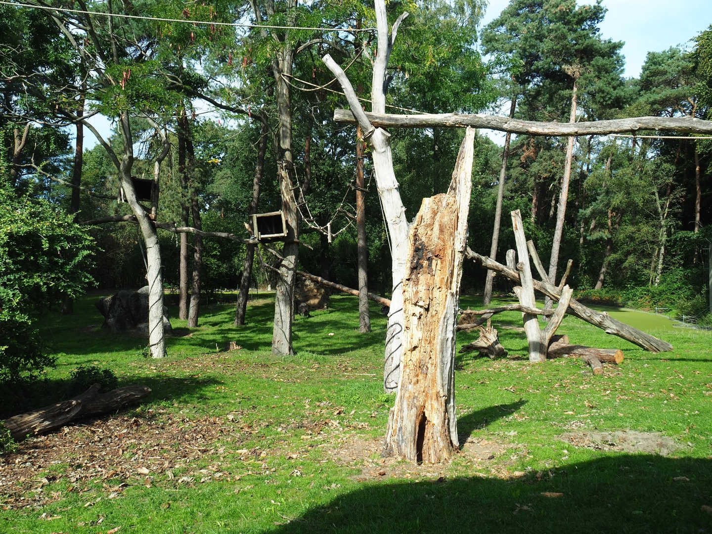 Western lowland gorilla - Golden-bellied mangabey exhibit (Sep 16th, 2018)