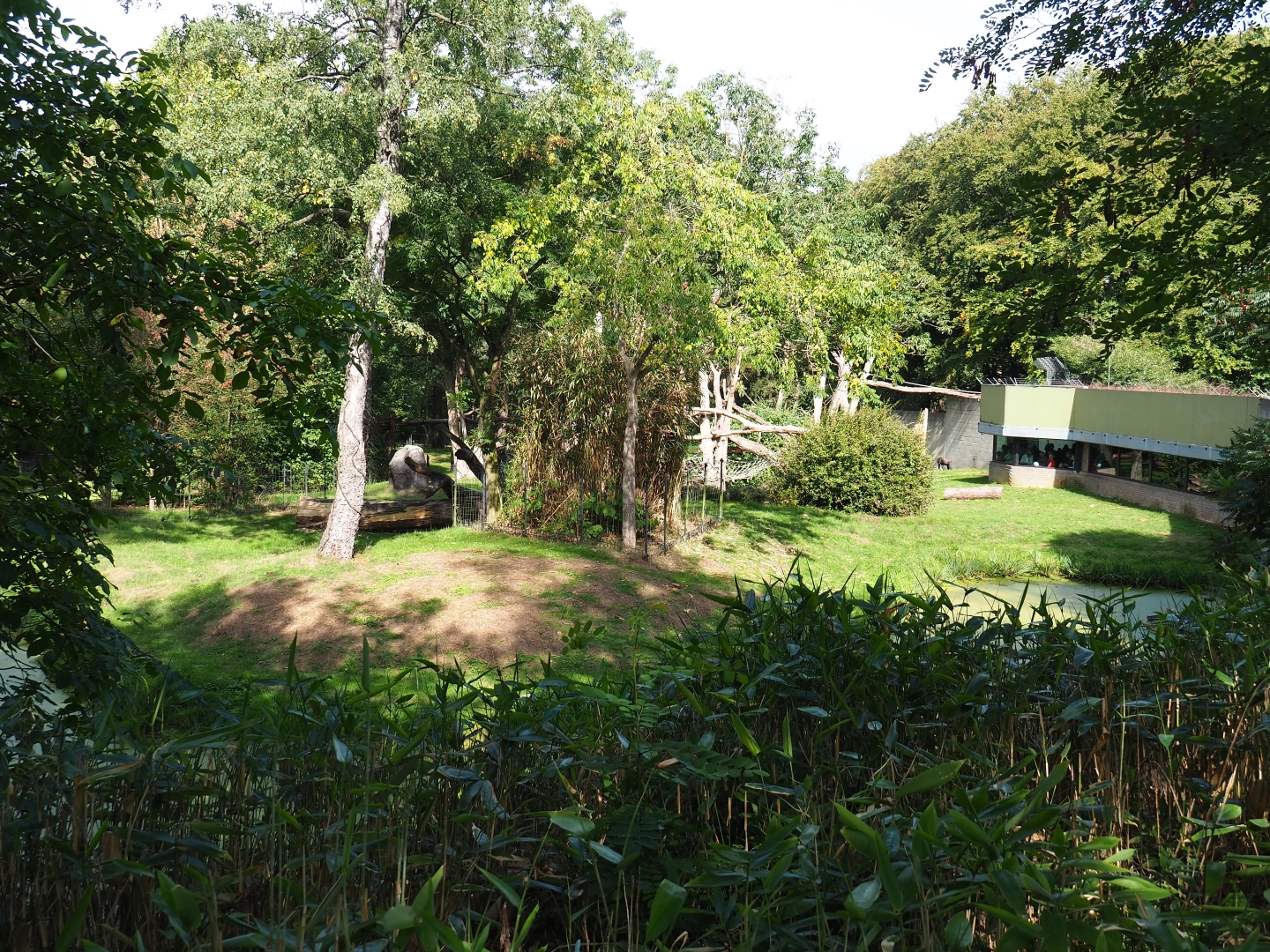 Western lowland gorilla - Golden-bellied mangabey exhibit (Sep 16th, 2018)