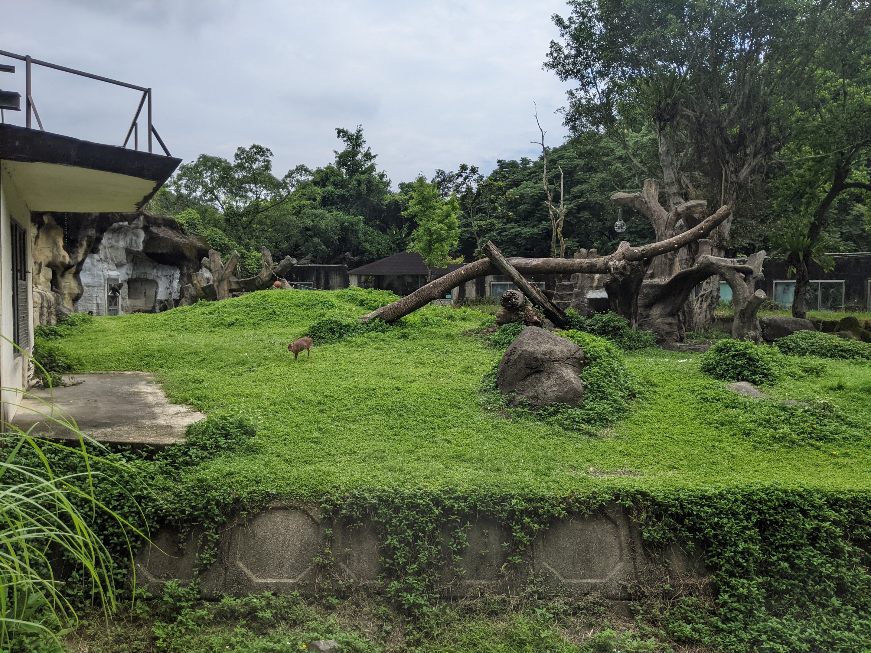 Western Lowland Gorilla (Gorilla gorilla) enclosure