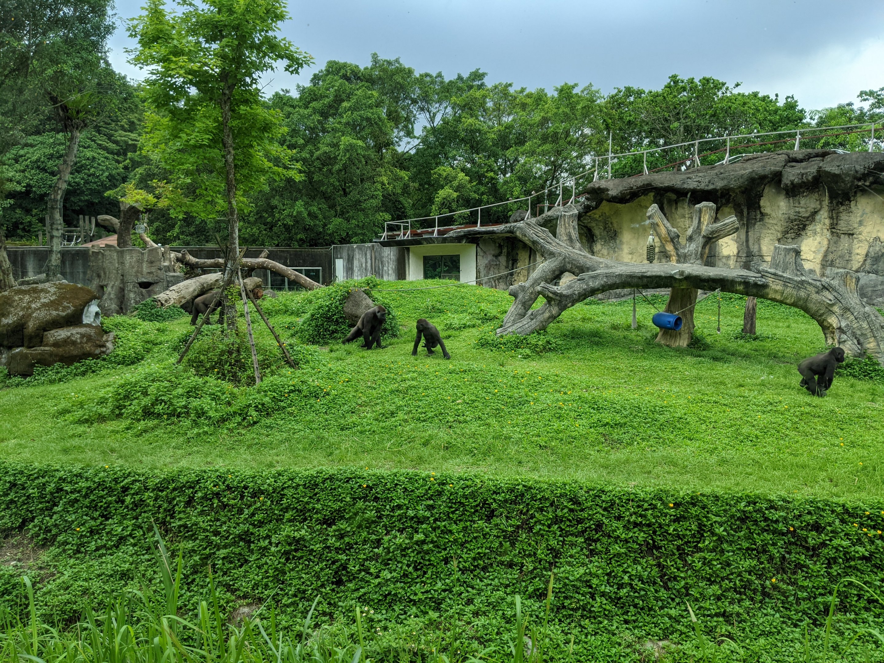 Western Lowland Gorilla (Gorilla gorilla) enclosure