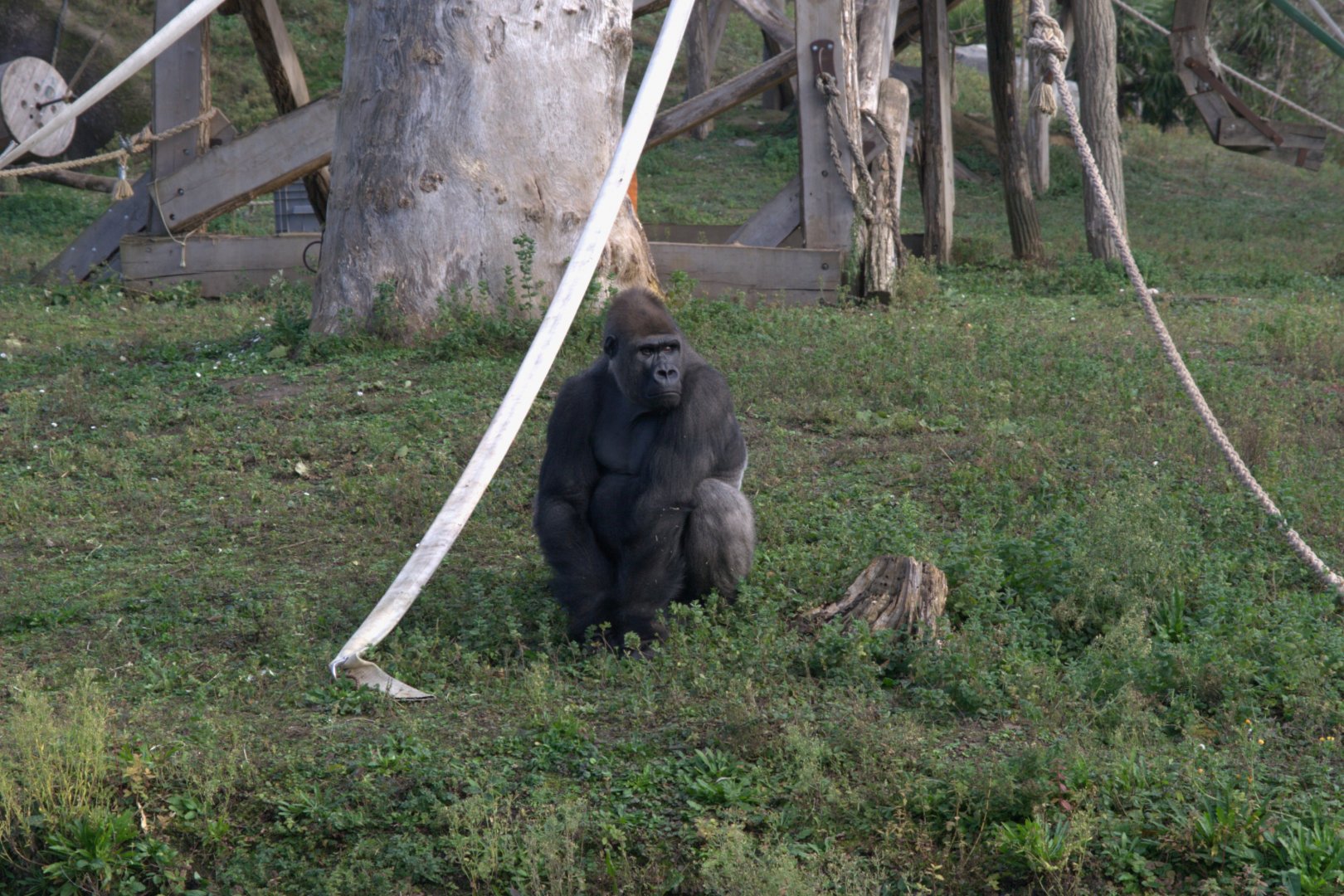 Western Lowland Gorilla (Gorilla gorilla gorilla), 12-11-25