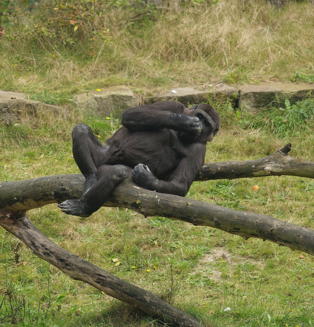 Western lowland gorilla (Gorilla gorilla gorilla), 2007-09-16