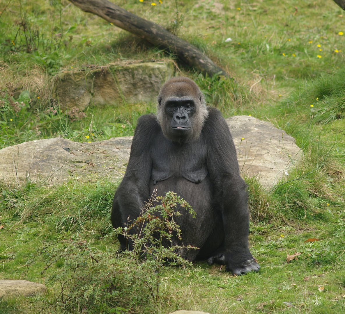 Western lowland gorilla (Gorilla gorilla gorilla), 2007-09-16