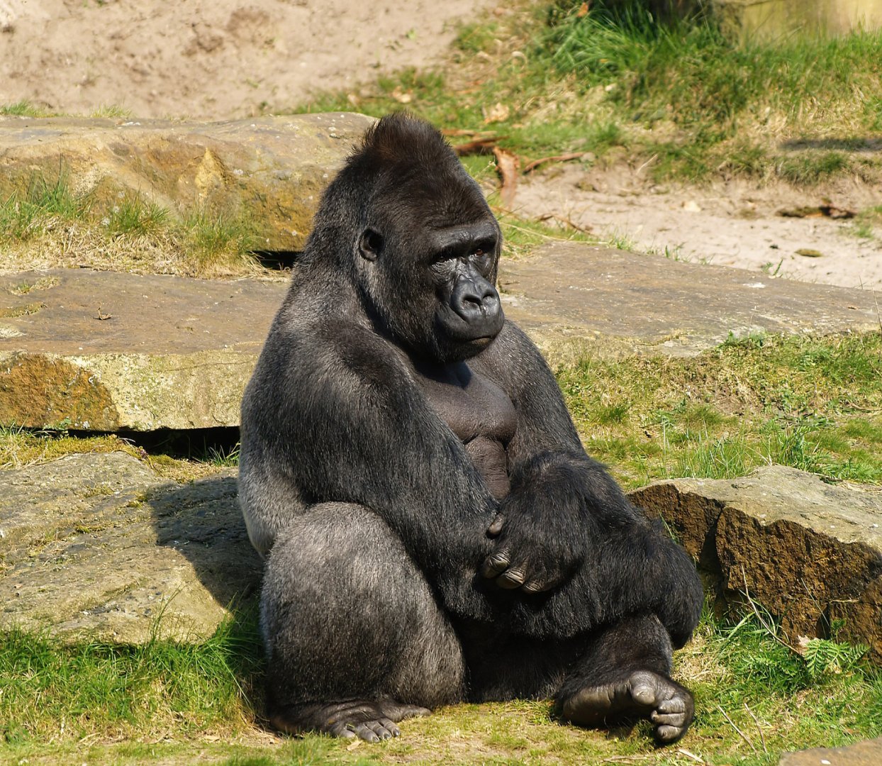 Western lowland gorilla (Gorilla gorilla gorilla), 2010-04-18