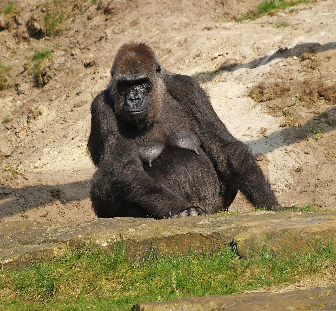 Western lowland gorilla (Gorilla gorilla gorilla), 2010-04-18