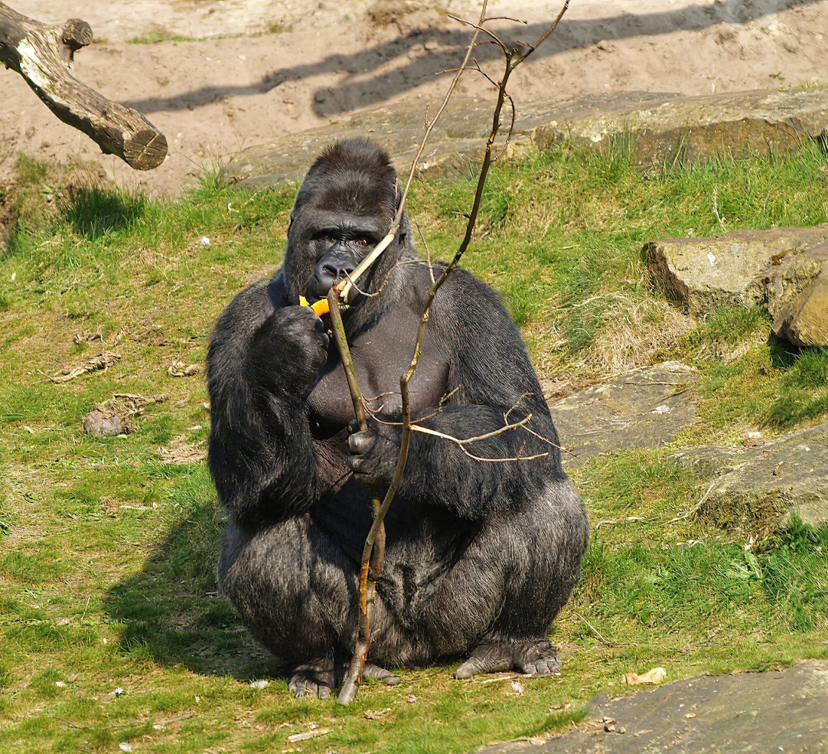 Western lowland gorilla (Gorilla gorilla gorilla), 2010-04-18